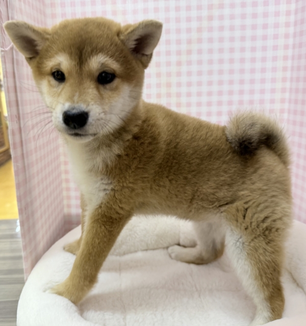 柴犬