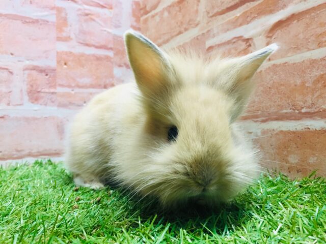 【⭐️最新画像更新⭐️】モッフモフの可愛いウサちゃんがやってきましたよ~💗💗💗 ライオンラビット(オレンジ) ライオンラビット