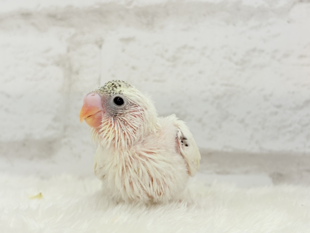 【最新画像更新🪄】好奇心の塊♥探検するゾ!!セキセイインコ(クリームハルクイン) ヒナ セキセイインコ