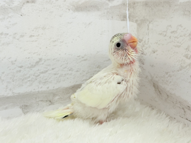 【最新画像更新🪄】好奇心の塊♥探検するゾ!!セキセイインコ(クリームハルクイン) ヒナ セキセイインコ