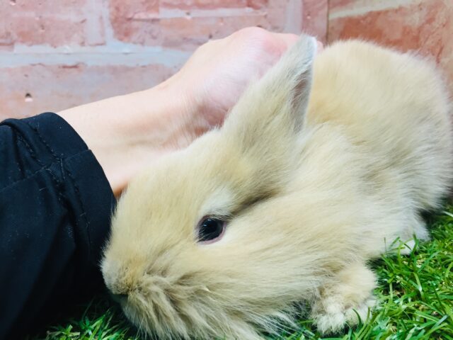 【⭐️最新画像更新⭐️】モッフモフの可愛いウサちゃんがやってきましたよ~💗💗💗 ライオンラビット(オレンジ) ライオンラビット