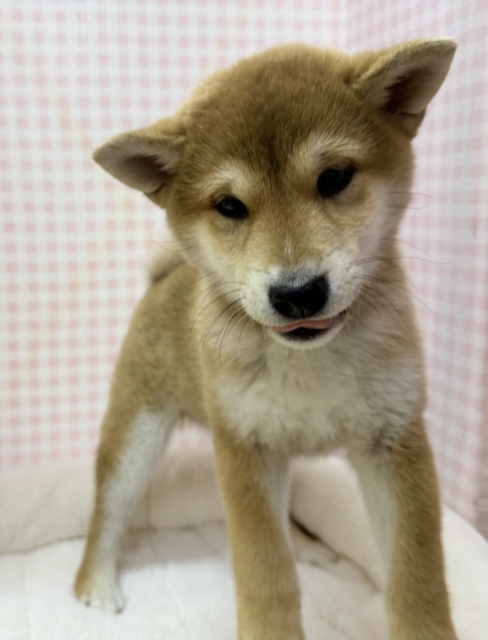 柴犬