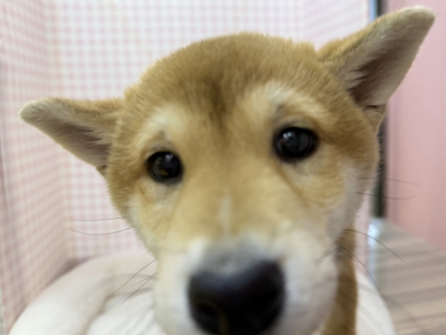 柴犬