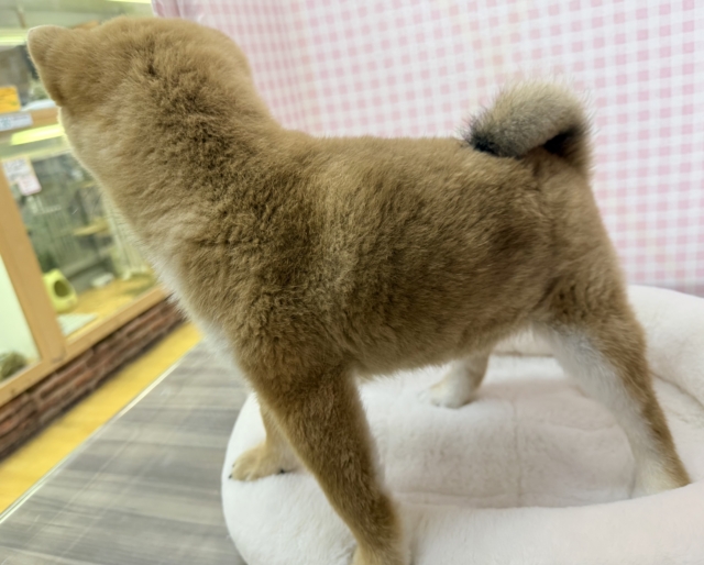 柴犬