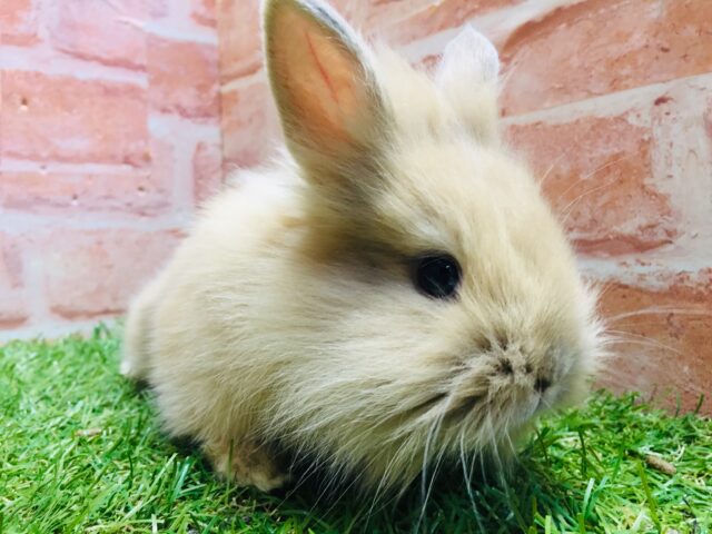 【⭐️最新画像更新⭐️】モッフモフの可愛いウサちゃんがやってきましたよ~💗💗💗 ライオンラビット(オレンジ) ライオンラビット
