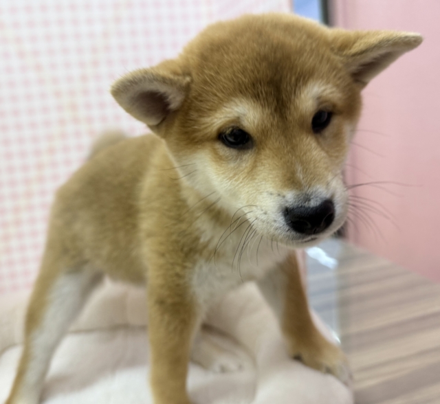 柴犬