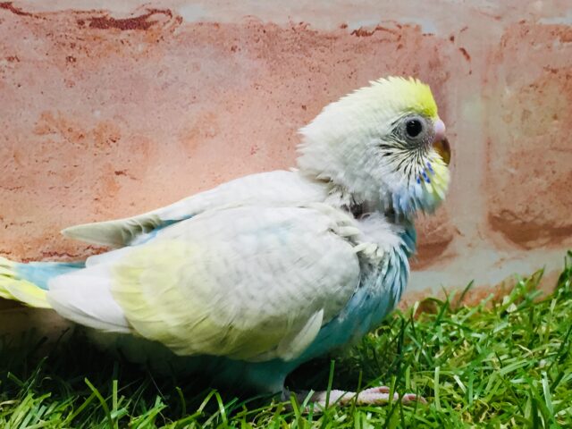 ③💗💛💙💚🌈セキセイインコ(レインボー系)🌈💗💛💙💚 セキセイインコ