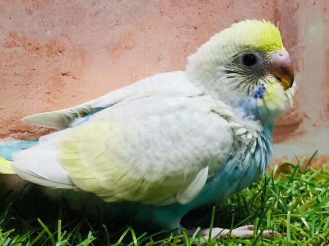 ③💗💛💙💚🌈セキセイインコ(レインボー系)🌈💗💛💙💚 セキセイインコ
