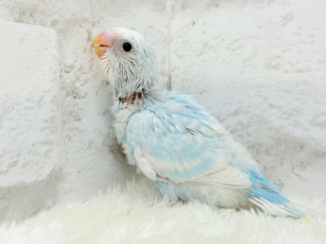 スッキリ爽やか青空カラー🩵セキセイインコ(スパングル) ヒナ セキセイインコ