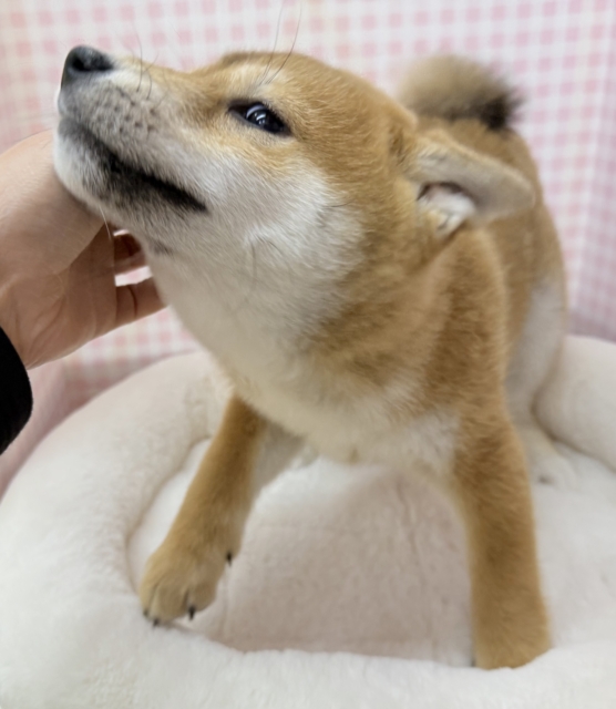 柴犬