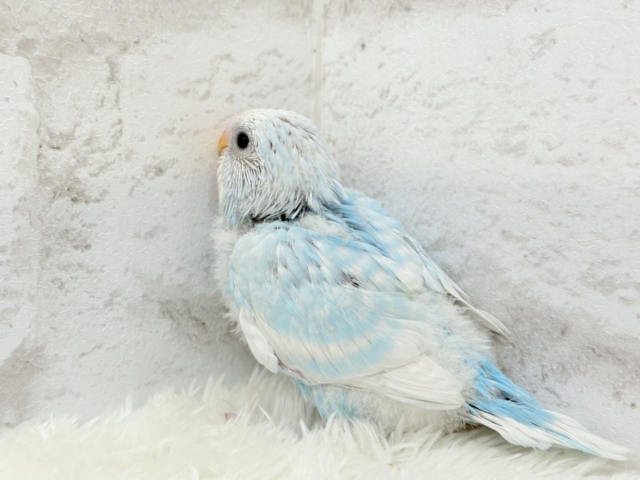 スッキリ爽やか青空カラー🩵セキセイインコ(スパングル) ヒナ セキセイインコ
