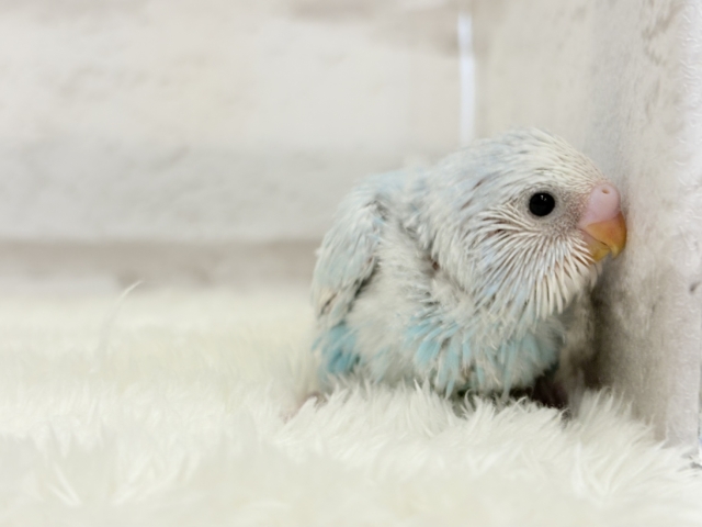 スッキリ爽やか青空カラー🩵セキセイインコ(スパングル) ヒナ セキセイインコ