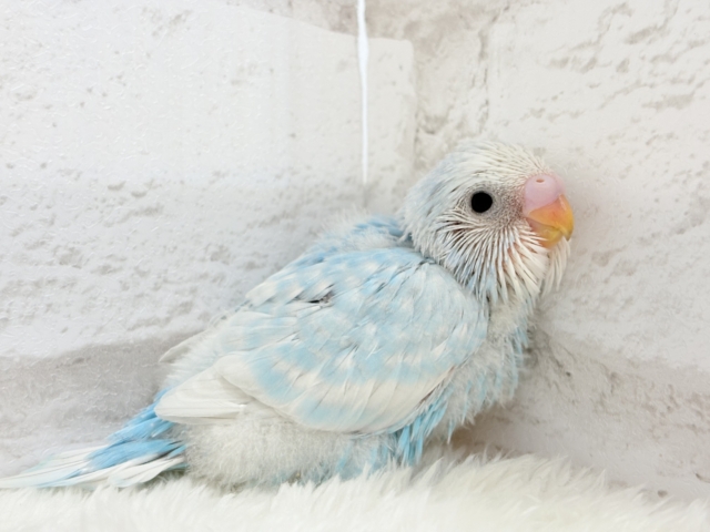 スッキリ爽やか青空カラー🩵セキセイインコ(スパングル) ヒナ セキセイインコ