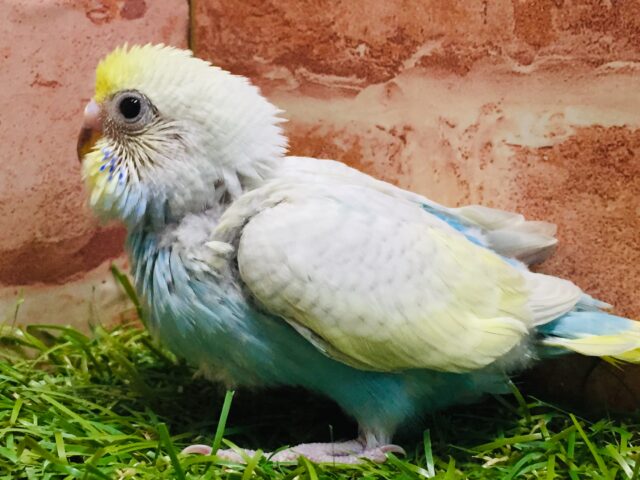 ③💗💛💙💚🌈セキセイインコ(レインボー系)🌈💗💛💙💚 セキセイインコ