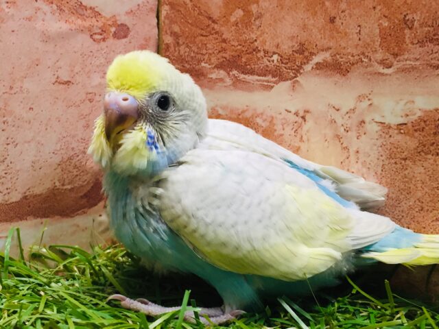 ③💗💛💙💚🌈セキセイインコ(レインボー系)🌈💗💛💙💚 セキセイインコ