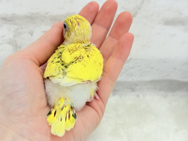 のりたまちゃんとピクニック🐣🍱🌷セキセイインコ(黄色ハルクイン) ヒナ セキセイインコ