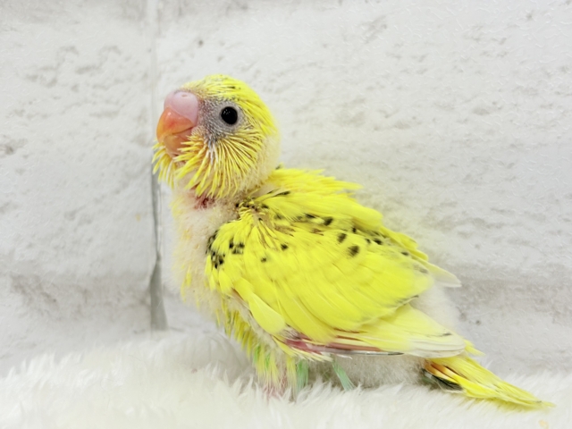 のりたまちゃんとピクニック🐣🍱🌷セキセイインコ(黄色ハルクイン) ヒナ セキセイインコ
