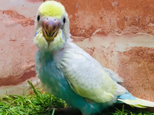 ③💗💛💙💚🌈セキセイインコ(レインボー系)🌈💗💛💙💚 セキセイインコ