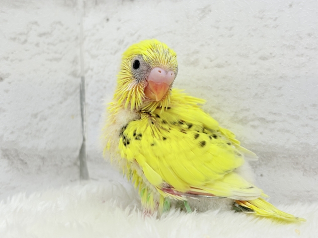 のりたまちゃんとピクニック🐣🍱🌷セキセイインコ(黄色ハルクイン) ヒナ セキセイインコ