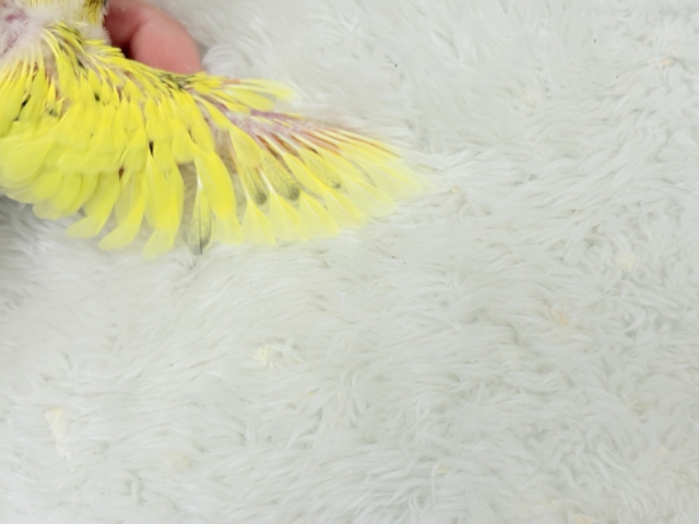 のりたまちゃんとピクニック🐣🍱🌷セキセイインコ(黄色ハルクイン) ヒナ セキセイインコ
