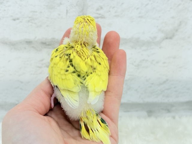 のりたまちゃんとピクニック🐣🍱🌷セキセイインコ(黄色ハルクイン) ヒナ セキセイインコ
