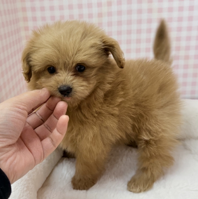 ポメプー