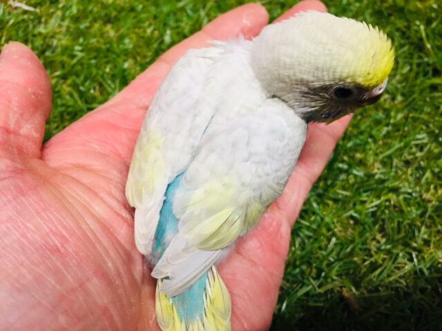 ③💗💛💙💚🌈セキセイインコ(レインボー系)🌈💗💛💙💚 セキセイインコ