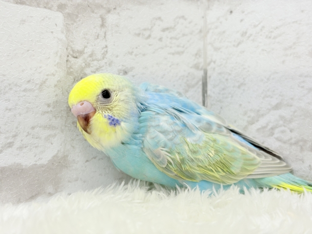 【最新画像更新🪄】パステル界の美人担当.*・゚セキセイインコ(パステルレインボー) ヒナ セキセイインコ