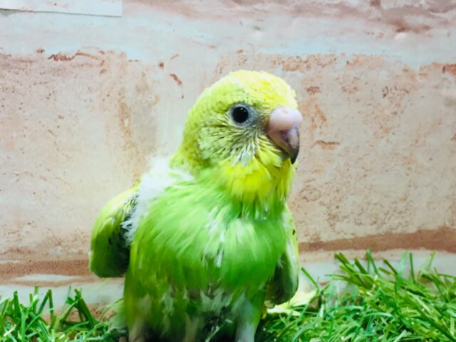 💚グリーンスパングルカラーのセキセイちゃんがやってきましたよ~💚 セキセイインコ(スパングル) セキセイインコ