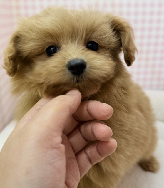 ポメプー