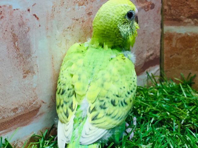 💚グリーンスパングルカラーのセキセイちゃんがやってきましたよ~💚 セキセイインコ(スパングル) セキセイインコ