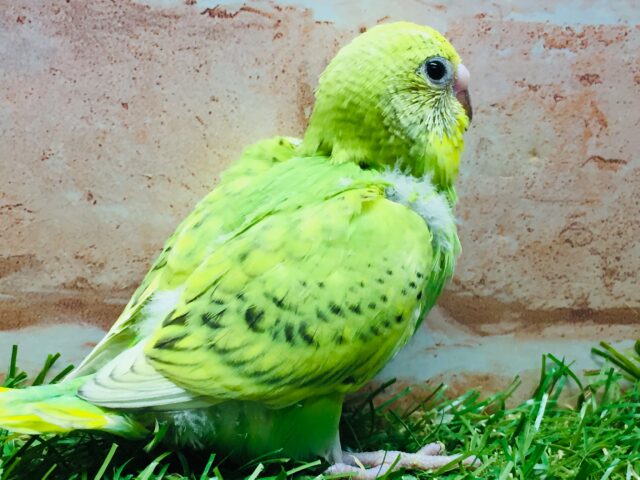 💚グリーンスパングルカラーのセキセイちゃんがやってきましたよ~💚 セキセイインコ(スパングル) セキセイインコ