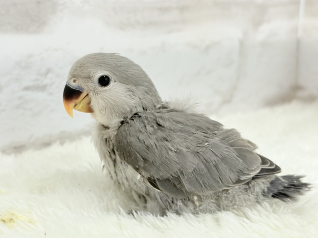 【最新画像更新🪄】痺れるギャップにメロメロ💖コザクラインコ(モーブ) ヒナ コザクラインコ(小桜インコ)