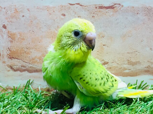 💚グリーンスパングルカラーのセキセイちゃんがやってきましたよ~💚 セキセイインコ(スパングル) セキセイインコ