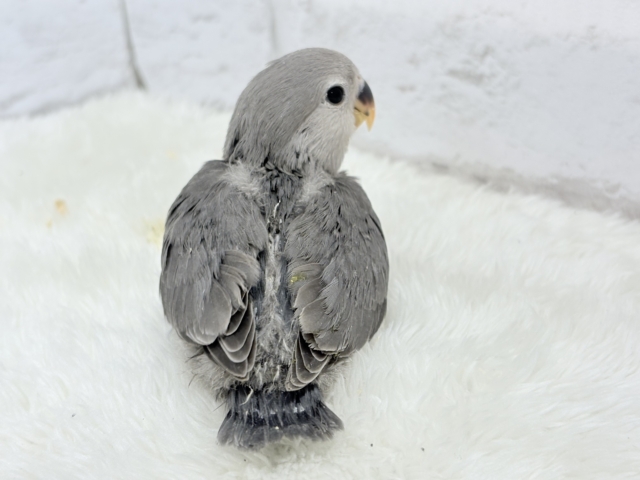 【最新画像更新🪄】痺れるギャップにメロメロ💖コザクラインコ(モーブ) ヒナ コザクラインコ(小桜インコ)