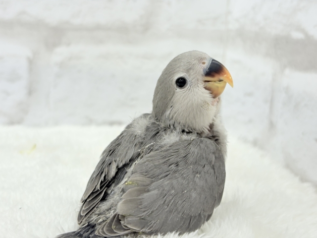 【最新画像更新🪄】痺れるギャップにメロメロ💖コザクラインコ(モーブ) ヒナ コザクラインコ(小桜インコ)