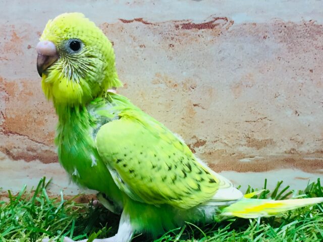 💚グリーンスパングルカラーのセキセイちゃんがやってきましたよ~💚 セキセイインコ(スパングル) セキセイインコ