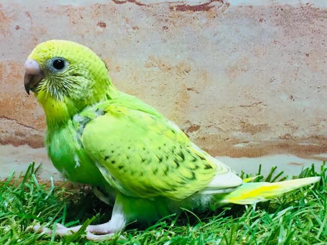 💚グリーンスパングルカラーのセキセイちゃんがやってきましたよ~💚 セキセイインコ(スパングル) セキセイインコ