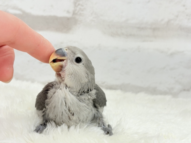 【最新画像更新🪄】痺れるギャップにメロメロ💖コザクラインコ(モーブ) ヒナ コザクラインコ(小桜インコ)