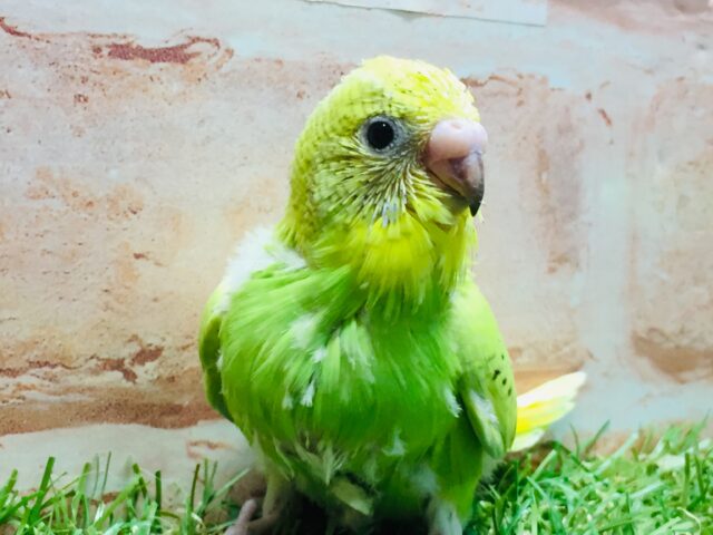 💚グリーンスパングルカラーのセキセイちゃんがやってきましたよ~💚 セキセイインコ(スパングル) セキセイインコ