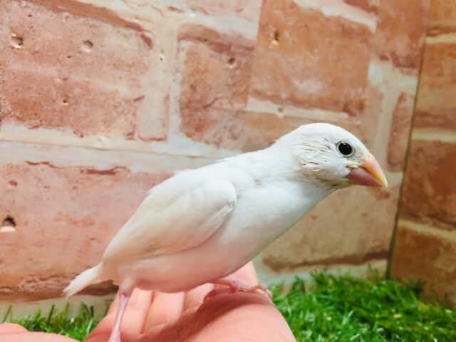 大人気!!白文鳥さんがやってきましたー(*’▽’)✨✨ 白文鳥