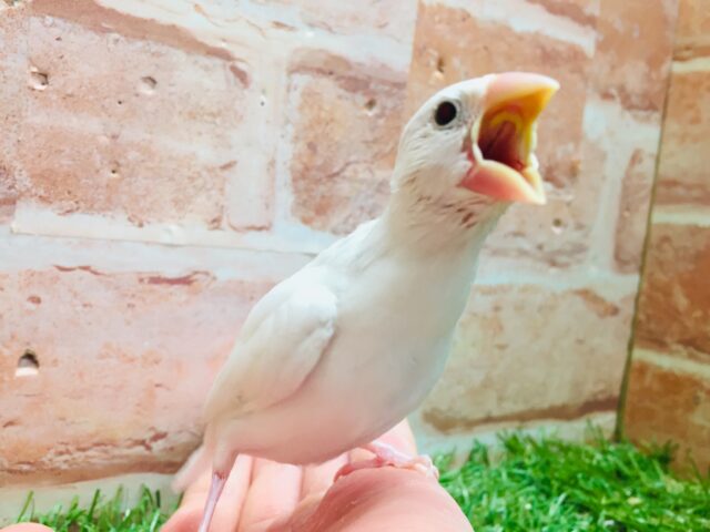 大人気!!白文鳥さんがやってきましたー(*’▽’)✨✨ 白文鳥