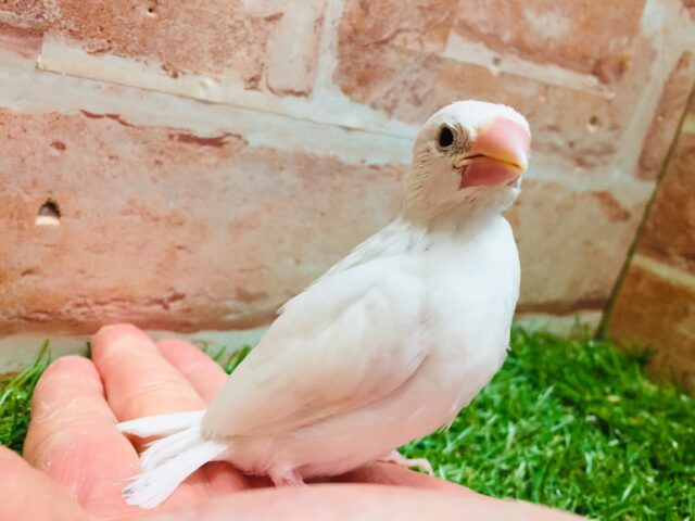 大人気!!白文鳥さんがやってきましたー(*’▽’)✨✨ 白文鳥