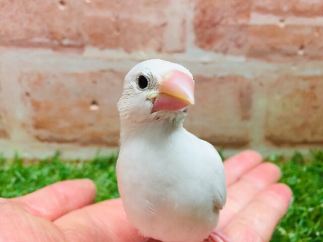 大人気!!白文鳥さんがやってきましたー(*’▽’)✨✨ 白文鳥