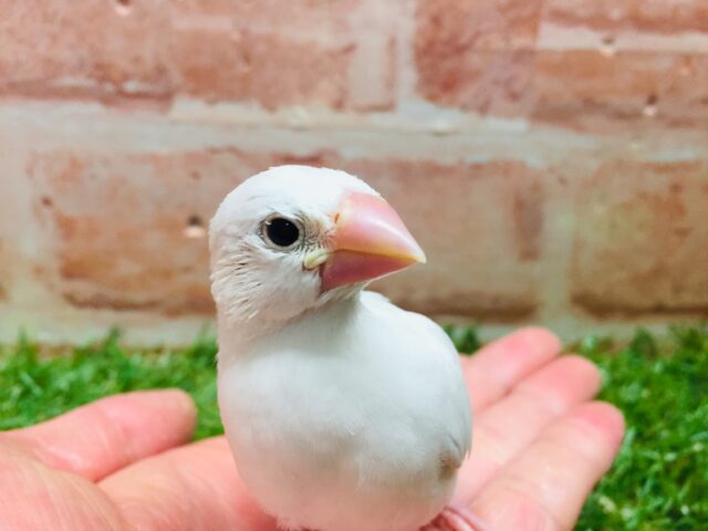 大人気!!白文鳥さんがやってきましたー(*’▽’)✨✨ 白文鳥