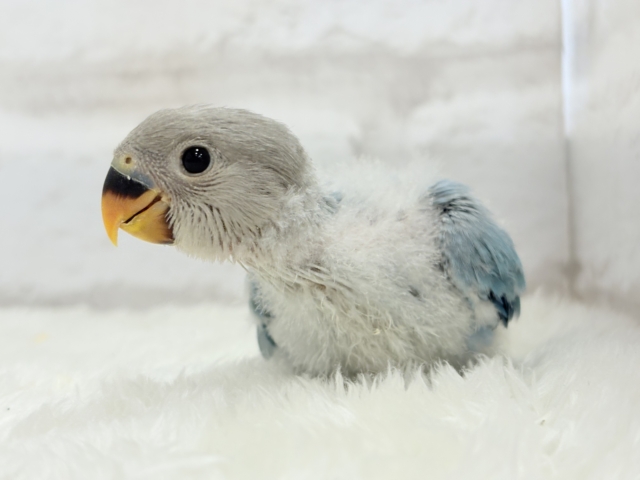 【最新画像更新🪄】神秘的な美しさ🐣💎🫧コザクラインコ(ブルーオパーリン) ヒナ コザクラインコ(小桜インコ)