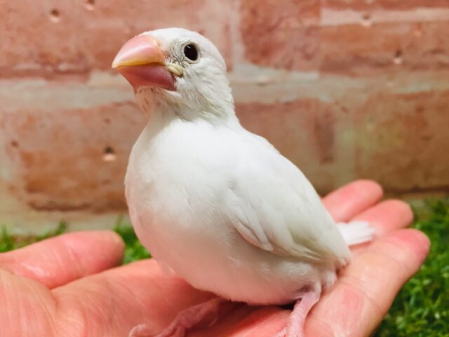 大人気!!白文鳥さんがやってきましたー(*’▽’)✨✨ 白文鳥