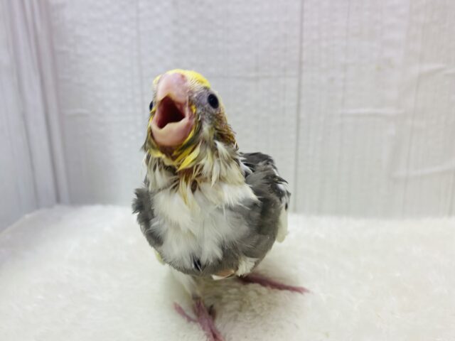 オカメインコ