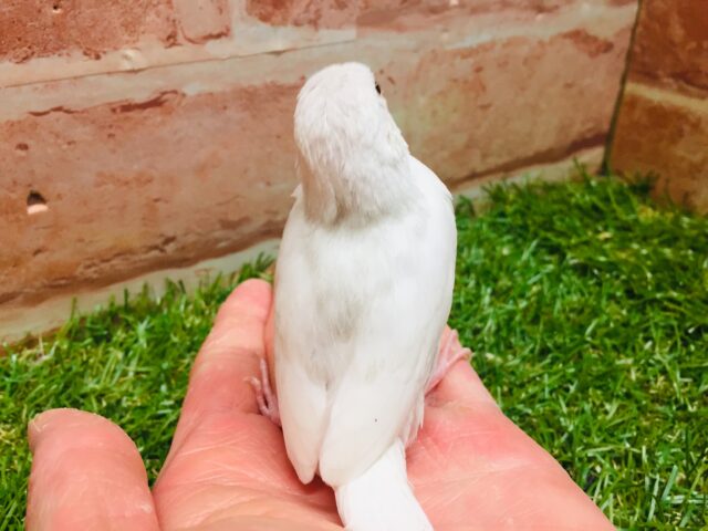 大人気!!白文鳥さんがやってきましたー(*’▽’)✨✨ 白文鳥