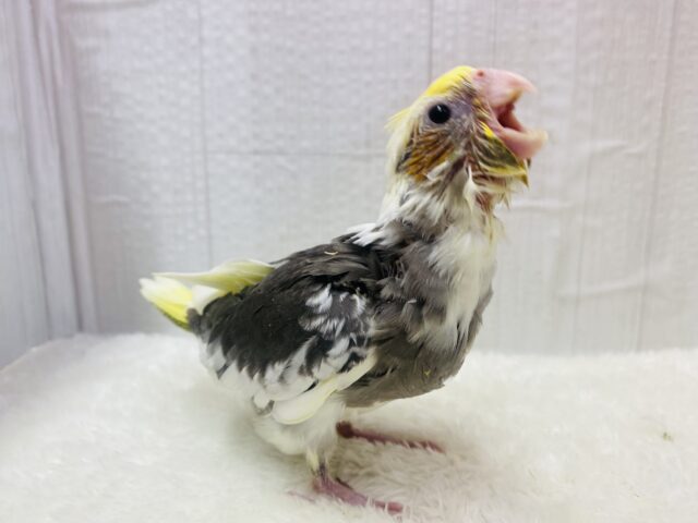 オカメインコ